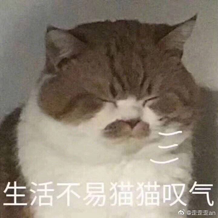 叶子猫猫儿