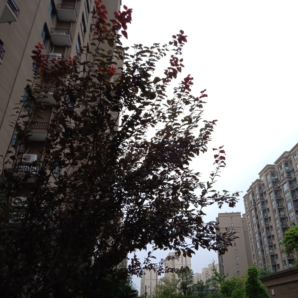 软果