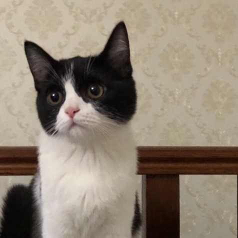 魔法猫咪